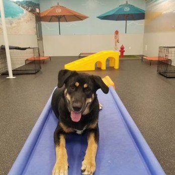 Dogtopia - Gracie - Pet Groomers Near Me - Rancho Cordova, California Dogtopia - Gracie - Pet Groomers Near Me - Rancho Cordova, California
