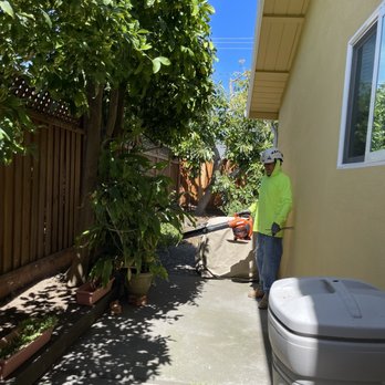 Pmc Tree Service - Fernando cleaning the side yard after the 2 citrus trees were trimmed. - Tree Services Near Me - San Jose, California