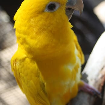 Free Flight - Animal Shelters Near Me - Del Mar, California Free Flight - Animal Shelters Near Me - Del Mar, California