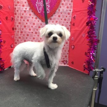 Lauras Paw Spaw - Pet Groomers Near Me - Gladstone, Missouri Lauras Paw Spaw - Pet Groomers Near Me - Gladstone, Missouri