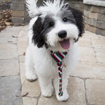 The Laundro Mutt - Doodle cut by Laundro-Mutt - hey that rhymes! - Pet Groomers Near Me - Ogden, Utah The Laundro Mutt - Doodle cut by Laundro-Mutt - hey that rhymes! - Pet Groomers Near Me - Ogden, Utah