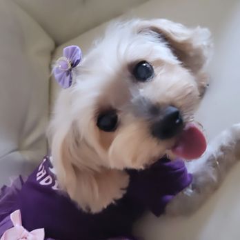 Brooklyn Pet Spa - Pet Groomers Near Me - Brooklyn, New York Brooklyn Pet Spa - Pet Groomers Near Me - Brooklyn, New York