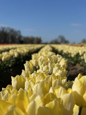 Wooden Shoe Tulip Farm by null