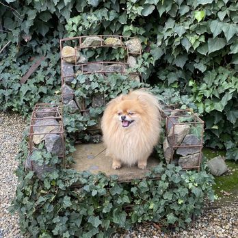 Barndiva - Kobe enjoying the Outdoor patio chair - New American Near Me - Healdsburg, California