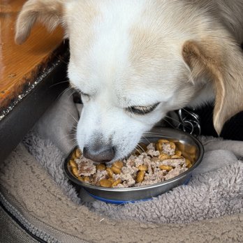 Angelo's Burgers - 1/2 Plain Children's Burger added to my dog's kibble. - Burgers Near Me - Oceanside, California