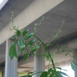 Biloxi Farmers Market