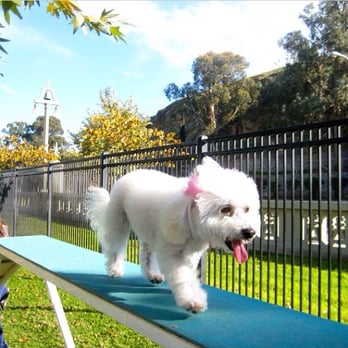 Carlson Dog Park - Dog Parks Near Me - Riverside, California