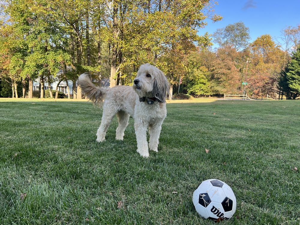 INVISIBLE FENCE OF MONTGOMERY COUNTY Updated September 2024 17