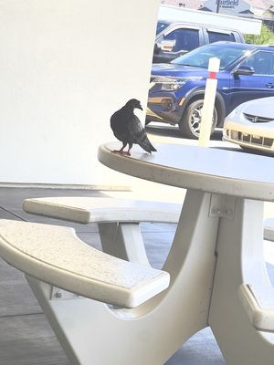 In-N-Out Burger by null