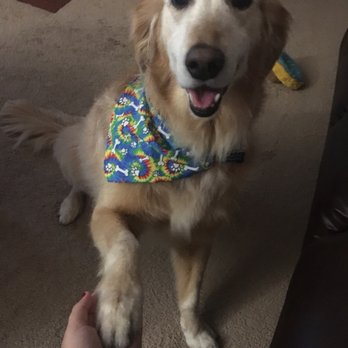 laura's pet grooming