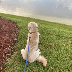 Lakes Pet Walking and Boarding - Flash enjoying the lake view while on his walk with Nicole