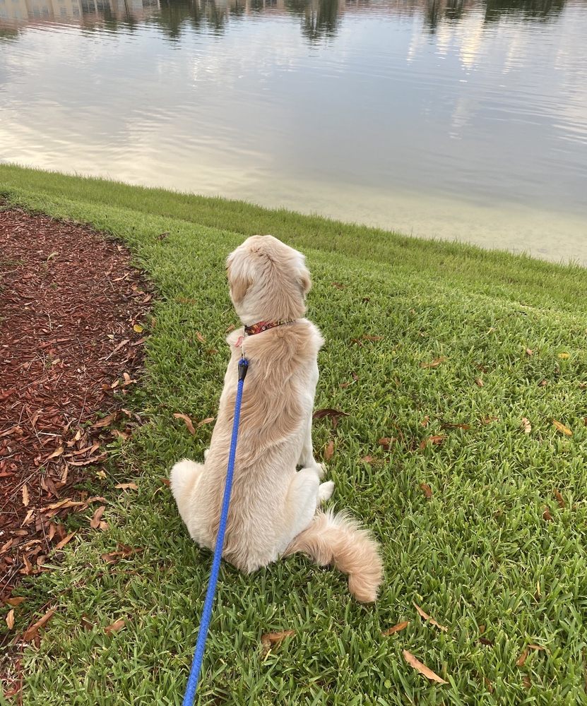 Lakes Pet Walking and Boarding - pet boarding facility in Hialeah, FL