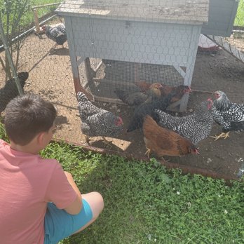 Monet's Table - Chickens are at home in the back - New American Near Me - Tolland, Connecticut Monet's Table - Chickens are at home in the back - New American Near Me - Tolland, Connecticut