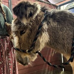 Crosby Vet Services - Baby mammoth Donkey at Dr Crosby's