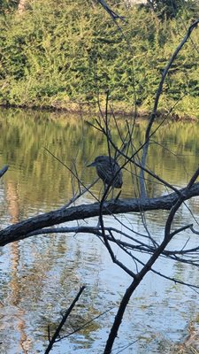 The Blue Shrimp Nuevo Vallarta by null