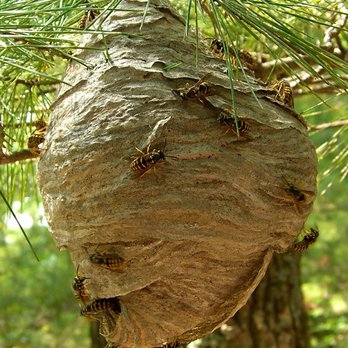 Pristine Pest Control - Pest Control Near Me - Bremerton, Washington Pristine Pest Control - Pest Control Near Me - Bremerton, Washington