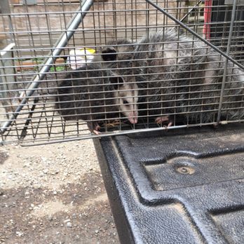 Trapper Ran Nuisance Wildlife - #opossumremoval - Wildlife Control Near Me - Poulsbo, Washington Trapper Ran Nuisance Wildlife - #opossumremoval - Wildlife Control Near Me - Poulsbo, Washington