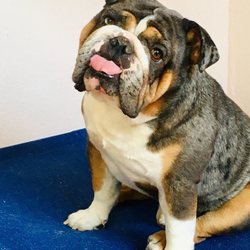 Sunnymead Animal Hospital