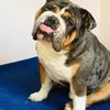 Sunnymead Animal Hospital gift card