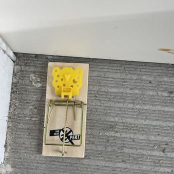 Westside Pest Control - Mouse trap - Pest Control Near Me - Coquitlam, British Columbia