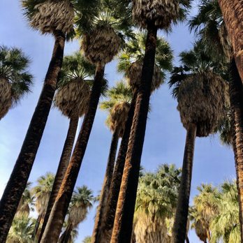 Smoke Tree Stables - Beautiful Oasis... Palm Trees everywhere! - Horseback Riding Near Me - Palm Springs, California