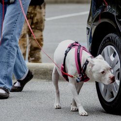 New Vistas Canine - Pearl doing a vehicle search to garner her NACSW NW1.