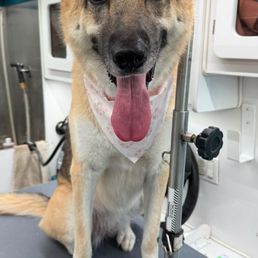 German Shepard/ husky mix