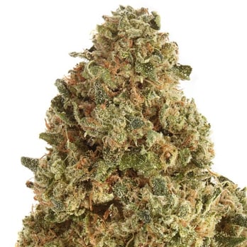 Harborside - Harborside offers a curated selection of products. Visit our website or drop our stores and speak with a wellness consultant - Cannabis Dispensaries Near Me - Oakland, California Harborside - Harborside offers a curated selection of products. Visit our website or drop our stores and speak with a wellness consultant - Cannabis Dispensaries Near Me - Oakland, California