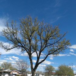 Lawndale School Park - Tree.