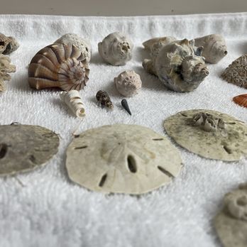 Island Boat Adventures - Treasures from the day - Tours Near Me - Gulfport, Florida Island Boat Adventures - Treasures from the day - Tours Near Me - Gulfport, Florida