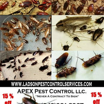 Apex Pest Control - You don't have to have these in your home, we know how to get rid of them. - Pest Control Near Me