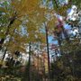 Photo of Bangor City Forest