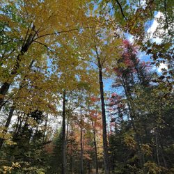 Bangor City Forest