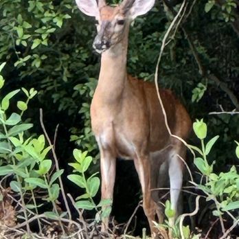 James Boyce Park - Young buck on the edge of the field - Parks Near Me - Charlotte, North Carolina James Boyce Park - Young buck on the edge of the field - Parks Near Me - Charlotte, North Carolina