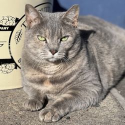 Churchland Animal Clinic - Kee the Shop Kitty