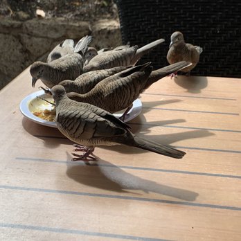 Eggs 'n Things Ko Olina - Birds. - American Near Me - Kapolei, Hawaii Eggs 'n Things Ko Olina - Birds. - American Near Me - Kapolei, Hawaii