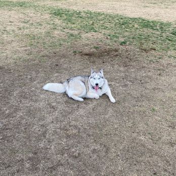 Ruff Translation Dog Training - freya - Pet Training Near Me Ruff Translation Dog Training - freya - Pet Training Near Me