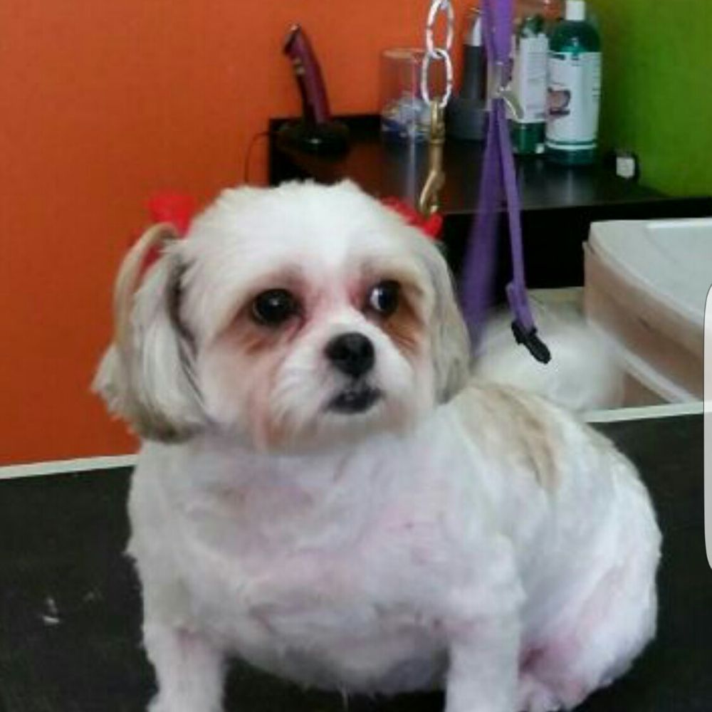 We Groom Pets - My lucy girl after her shower and haircut by luz.. - Pet Groomers Near Me - Downey, California We Groom Pets - My lucy girl after her shower and haircut by luz.. - Pet Groomers Near Me - Downey, California