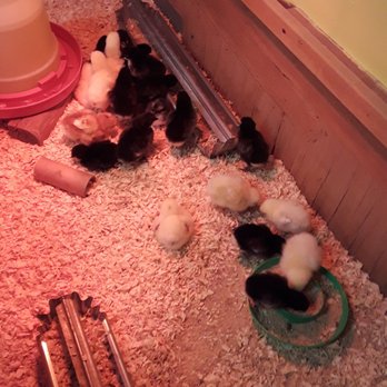 Burns Feed Store - And still more chicks. - Pets Near Me - Gresham, Oregon