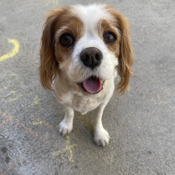 Dean G Watanabe, DVM - My baby Mylo - Veterinarians Near Me - San Marino, California