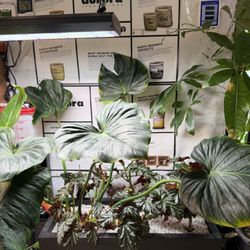 Botani Hydroponics & Organics