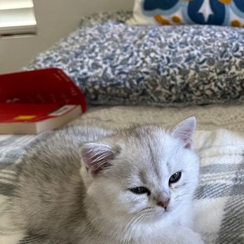 Lovablefluffs Cattery - Our new addition to our family - Pet Breeders Near Me Lovablefluffs Cattery - Our new addition to our family - Pet Breeders Near Me