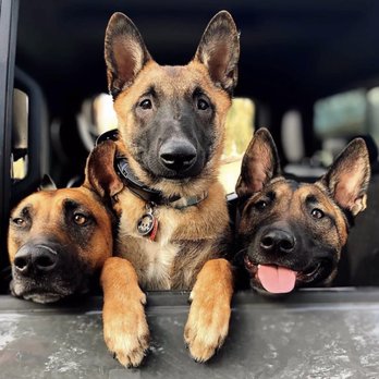 Dog Training Elite - Pet Training Near Me - Raynham, Massachusetts Dog Training Elite - Pet Training Near Me - Raynham, Massachusetts