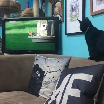 Good Luck Cat Cafe - Pet Services Near Me - Fort Lauderdale, Florida