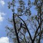 Photo of Aardvark Tree Services
