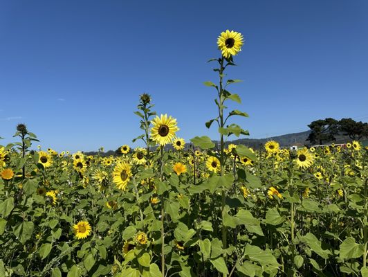 ANDREOTTI FAMILY FARMS Updated August 2025 275 Photos 50 Reviews ANDREOTTI FAMILY FARMS Updated August 2025 275 Photos 50 Reviews