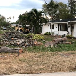 During tree removal