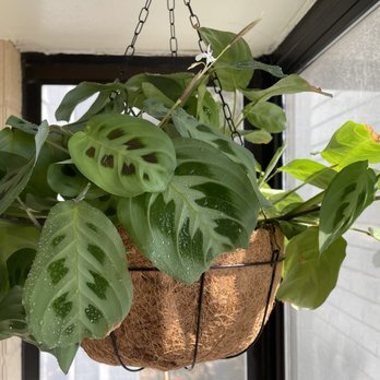 Pamana Plantas - My first plant from them; it's gotten huge and doing well - Nurseries & Gardening Near Me - Berkeley, California Pamana Plantas - My first plant from them; it's gotten huge and doing well - Nurseries & Gardening Near Me - Berkeley, California