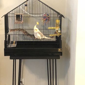 The Perfect Parrot - Pet Stores Near Me - North Hollywood, California