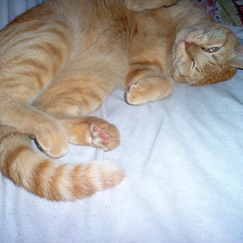Lisa's Pet Sitting - A great cat I sit for named Maybelle - Pet Sitting Near Me Lisa's Pet Sitting - A great cat I sit for named Maybelle - Pet Sitting Near Me